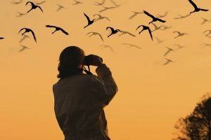 Bird Watching, Birds,