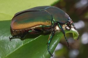 Cotinis mutabilis Beetle