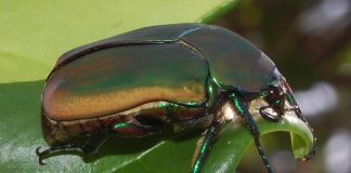 Cotinis mutabilis Beetle