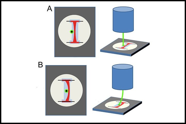 Organ-on-a-chip mimics heart’s amazing biomechanical properties