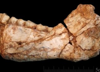 Morocco’s oldest Homo sapiens fossils findings will shock you!